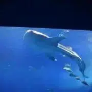ちょぱー。