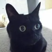 くま