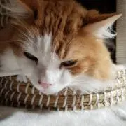 ちーちゃんの画像