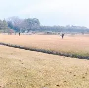 おもちの画像