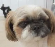 たくわんの画像