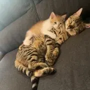 ヤナギ屋