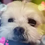 サニーの画像