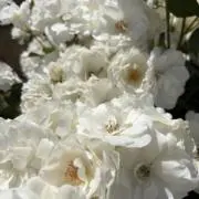 Lの画像