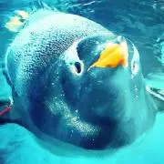 鋼の画像