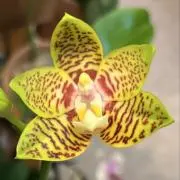 ジョビーの画像