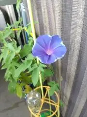 midoringoの画像