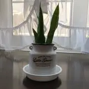 ゆきのの画像