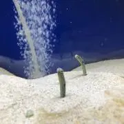 Tの画像