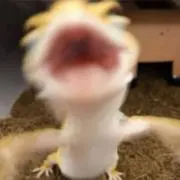 れおぱの画像