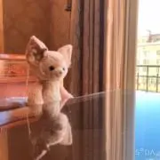 くりすてぃーなの画像