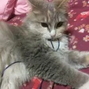 三毛屋猫氏