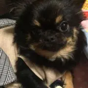 ハルのお母さんの画像