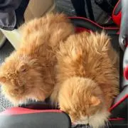 グループ