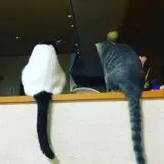 えいごの画像