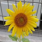 ふみの画像
