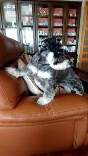 セイゴの画像