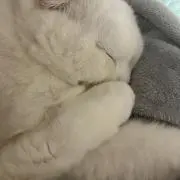 白猫twinsの画像