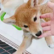 まりも