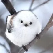 ありすの画像