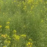 おはなの画像