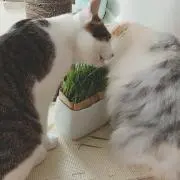 かえちゃん