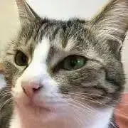 くろの画像
