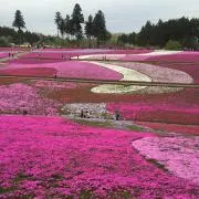 きなすけの画像