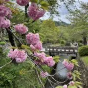 kuruの画像