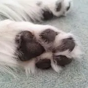 とろの画像