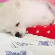 おもたろうの画像