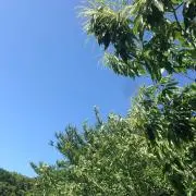 a-onoの画像