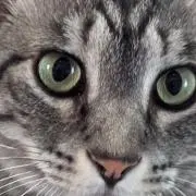 maonao