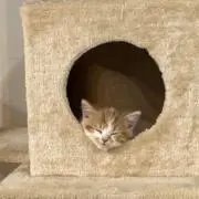 まあゆの画像