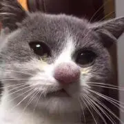 たくお