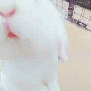 Sumireの画像