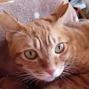 ゆずピコ