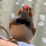 あんずの画像