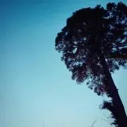 松笠団栗