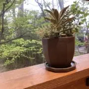 まー