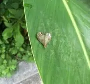 おさむー