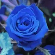 aoiの画像