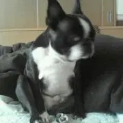 イギチャロ