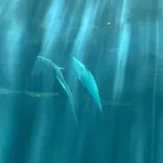 イルカの画像