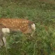 タカナの画像