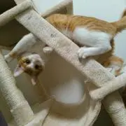 ねこ店長