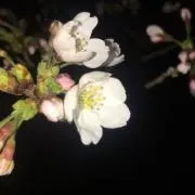 HiNAの画像