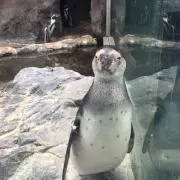 きょん