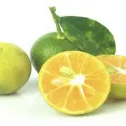 カラマンシーの画像