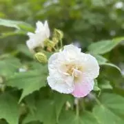 弥生　プロフ必読の画像